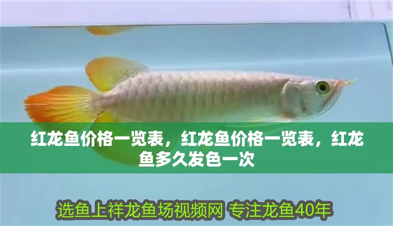 紅龍魚價格一覽表，紅龍魚價格一覽表，紅龍魚多久發色一次