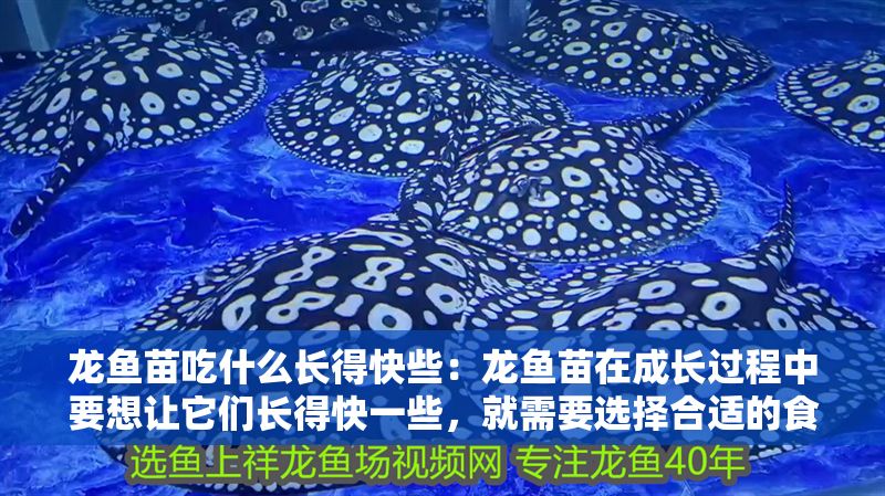 龍魚苗吃什么長得快些：龍魚苗在成長過程中要想讓它們長得快一些，就需要選擇合適的食物投喂