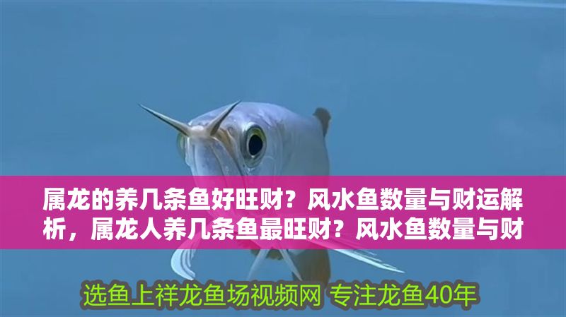 屬龍的養(yǎng)幾條魚好旺財？風(fēng)水魚數(shù)量與財運解析，屬龍人養(yǎng)幾條魚最旺財？風(fēng)水魚數(shù)量與財運全解析