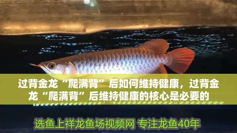 過(guò)背金龍“爬滿背”后如何維持健康，過(guò)背金龍“爬滿背”后維持健康的核心是必要的 過(guò)背金龍“爬滿背”后如何維持健康，過(guò)背金龍“爬滿背”后維持健康的核心是必要的 龍魚(yú)百科