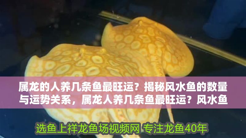 屬龍的人養(yǎng)幾條魚最旺運？揭秘風(fēng)水魚的數(shù)量與運勢關(guān)系，屬龍人養(yǎng)幾條魚最旺運？風(fēng)水魚數(shù)量與運勢全解析