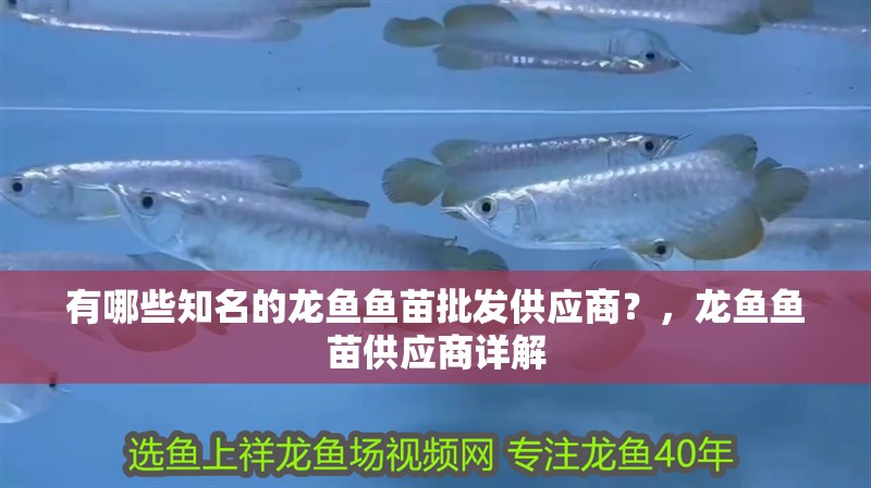 有哪些知名的龍魚魚苗批發供應商？，龍魚魚苗供應商詳解