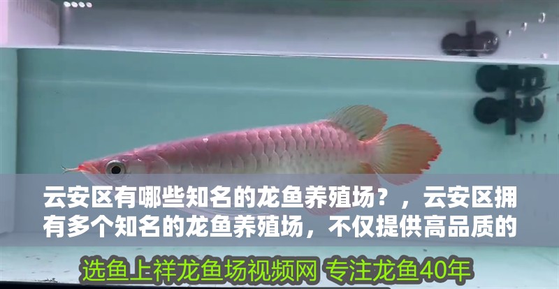 云安區(qū)有哪些知名的龍魚養(yǎng)殖場(chǎng)？，云安區(qū)擁有多個(gè)知名的龍魚養(yǎng)殖場(chǎng)，不僅提供高品質(zhì)的龍魚養(yǎng)殖服務(wù)
