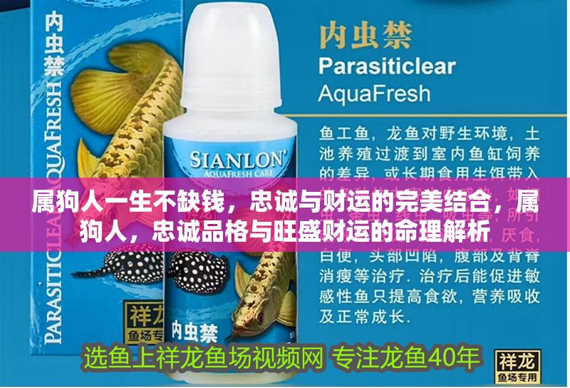 屬狗人一生不缺錢，忠誠與財運的完美結合，屬狗人，忠誠品格與旺盛財運的命理解析