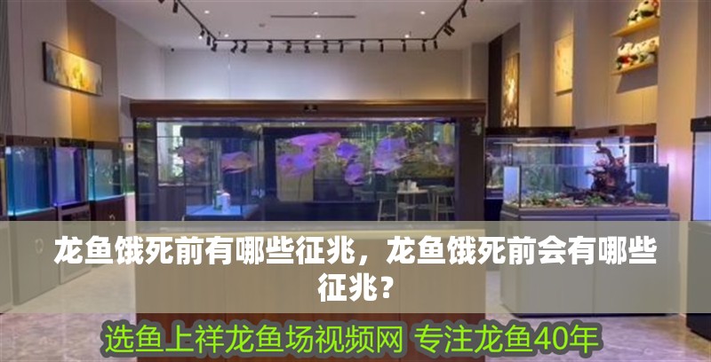 龍魚餓死前有哪些征兆，龍魚餓死前會有哪些征兆？