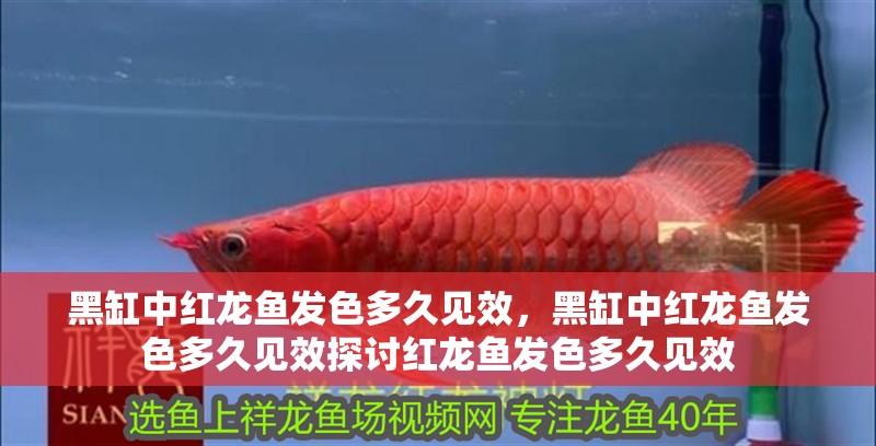 黑缸中紅龍魚發(fā)色多久見效，黑缸中紅龍魚發(fā)色多久見效探討紅龍魚發(fā)色多久見效 黑缸中紅龍魚發(fā)色多久見效，黑缸中紅龍魚發(fā)色多久見效探討紅龍魚發(fā)色多久見效 龍魚百科