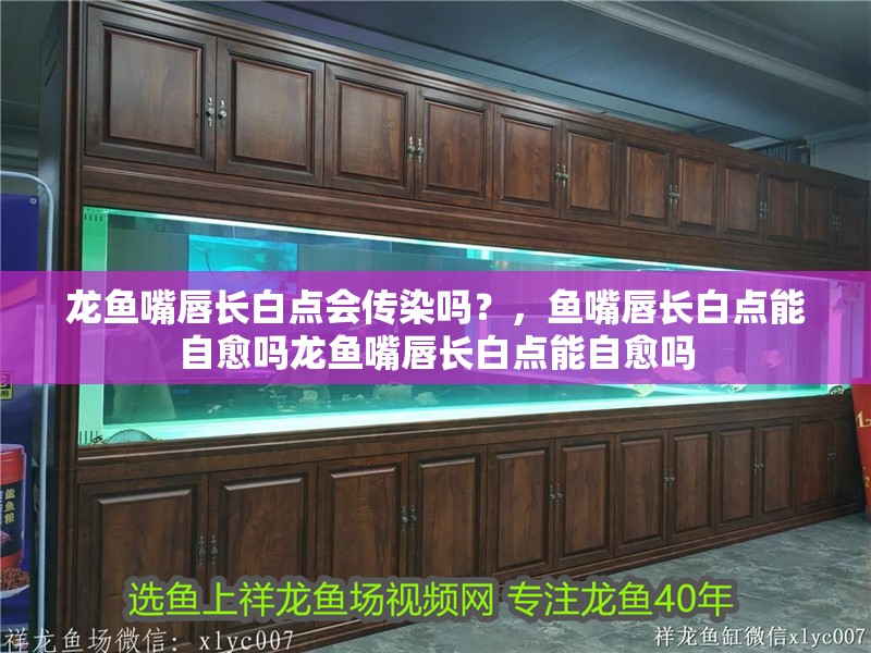 龍魚嘴唇長白點會傳染嗎？，魚嘴唇長白點能自愈嗎龍魚嘴唇長白點能自愈嗎