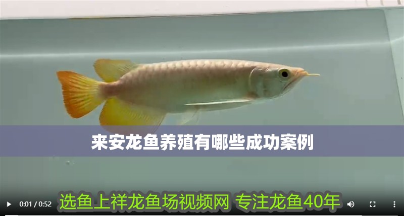 來安龍魚養殖有哪些成功案例