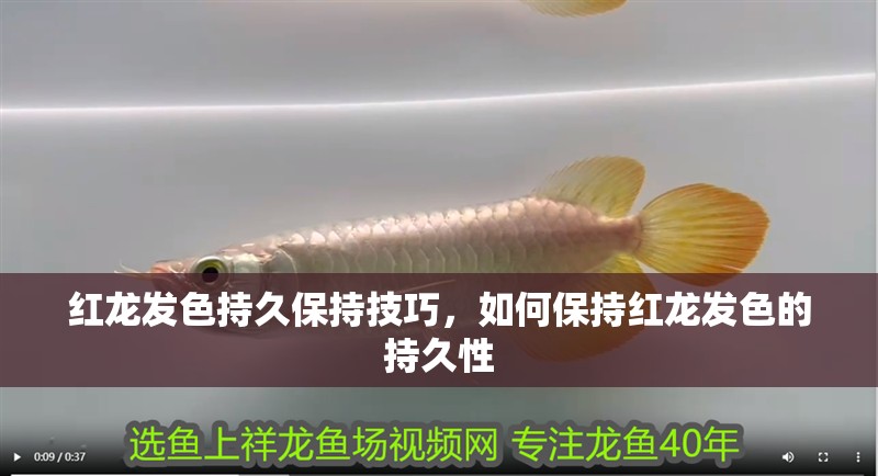 紅龍發色持久保持技巧，如何保持紅龍發色的持久性
