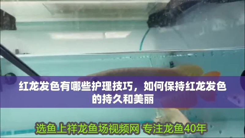 紅龍發(fā)色有哪些護(hù)理技巧，如何保持紅龍發(fā)色的持久和美麗