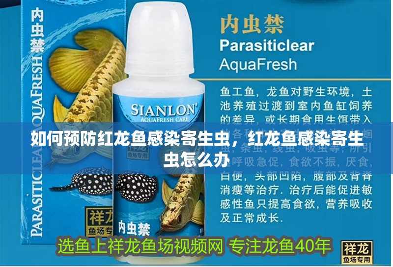 如何預防紅龍魚感染寄生蟲，紅龍魚感染寄生蟲怎么辦