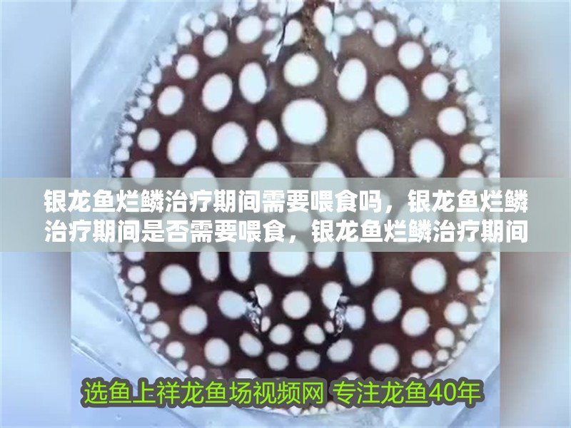銀龍魚爛鱗治療期間需要喂食嗎，銀龍魚爛鱗治療期間是否需要喂食，銀龍魚爛鱗治療期間需要多久換一次水