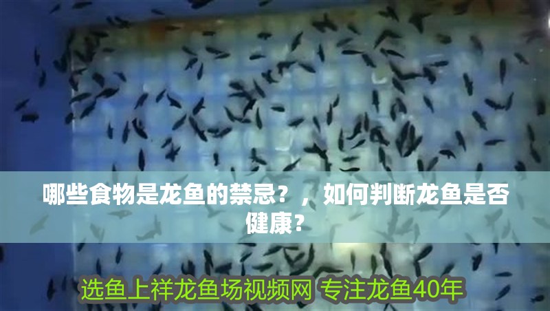 哪些食物是龍魚的禁忌？，如何判斷龍魚是否健康？