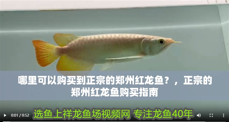 哪里可以購買到正宗的鄭州紅龍魚？，正宗的鄭州紅龍魚購買指南