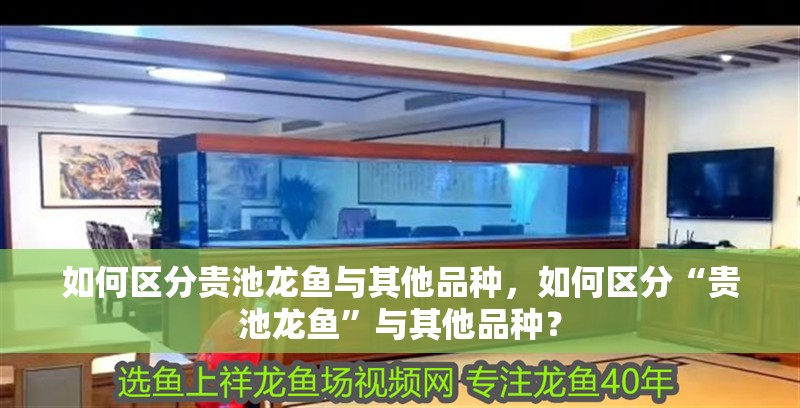 新到家的小虎魚 如何區分貴池龍魚與其他品種,如何區分“貴池龍魚”與其他品種? 龍魚百科 如何區分貴池龍魚與其他品種,如何區分“貴池龍魚”與其他品種? 如何區分貴池龍魚與其他品種,如何區分“貴池龍魚”與其他品種? 龍魚百科