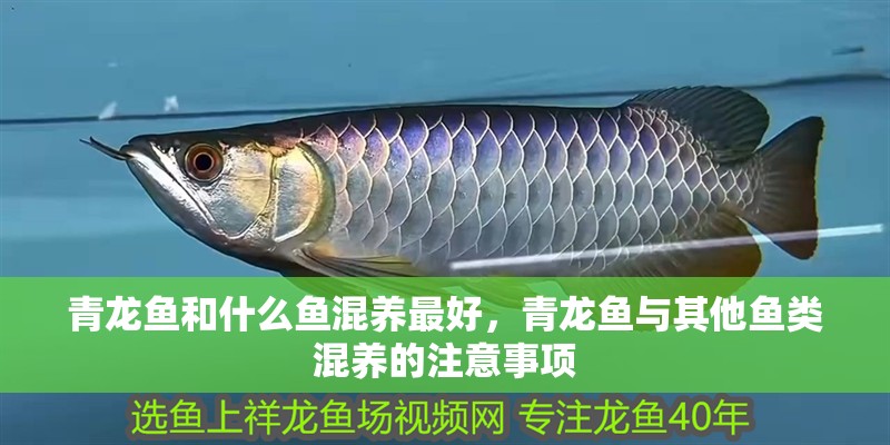 青龍魚和什么魚混養最好，青龍魚與其他魚類混養的注意事項