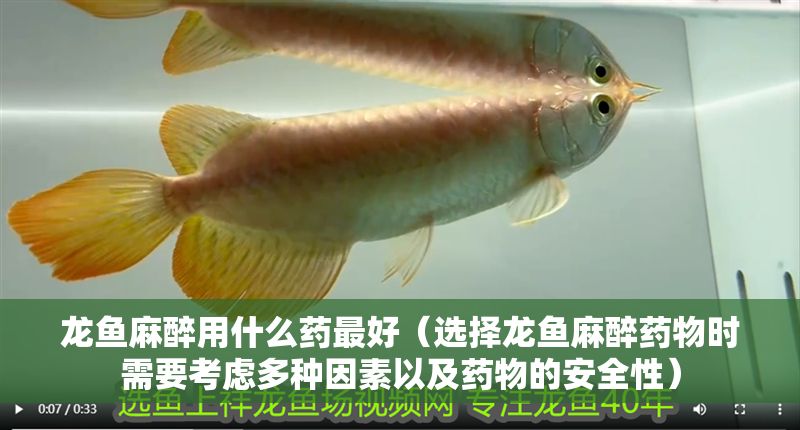 龍魚麻醉用什么藥最好（選擇龍魚麻醉藥物時(shí)需要考慮多種因素以及藥物的安全性）