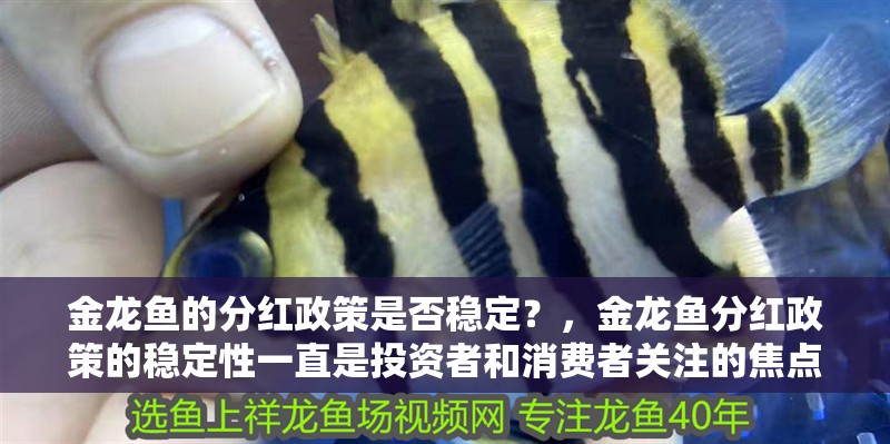 金龍魚的分紅政策是否穩定？，金龍魚分紅政策的穩定性一直是投資者和消費者關注的焦點