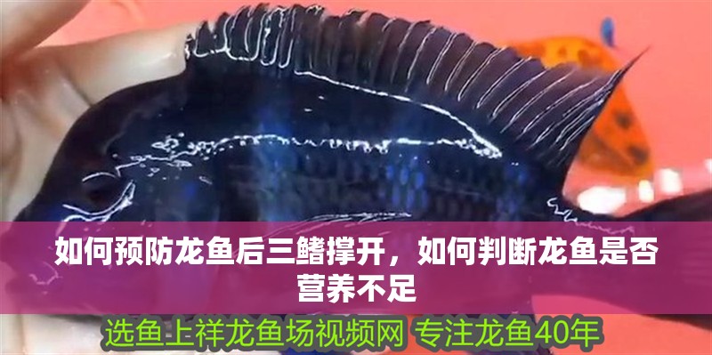 如何預(yù)防龍魚后三鰭撐開，如何判斷龍魚是否營養(yǎng)不足