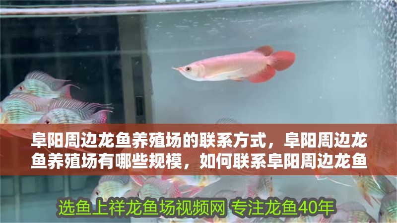 阜陽周邊龍魚養殖場的聯系方式，阜陽周邊龍魚養殖場有哪些規模，如何聯系阜陽周邊龍魚養殖場？
