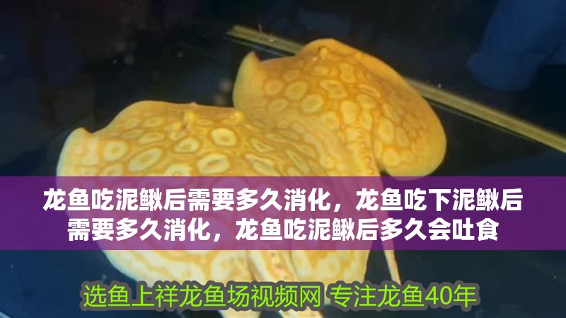 龍魚吃泥鰍后需要多久消化，龍魚吃下泥鰍后需要多久消化，龍魚吃泥鰍后多久會吐食