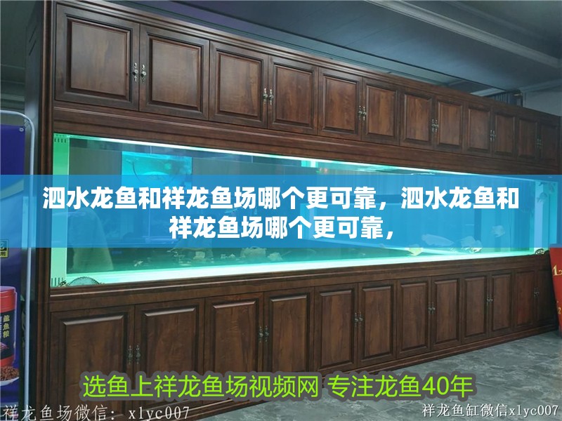 泗水龍魚和祥龍魚場哪個更可靠，泗水龍魚和祥龍魚場哪個更可靠，