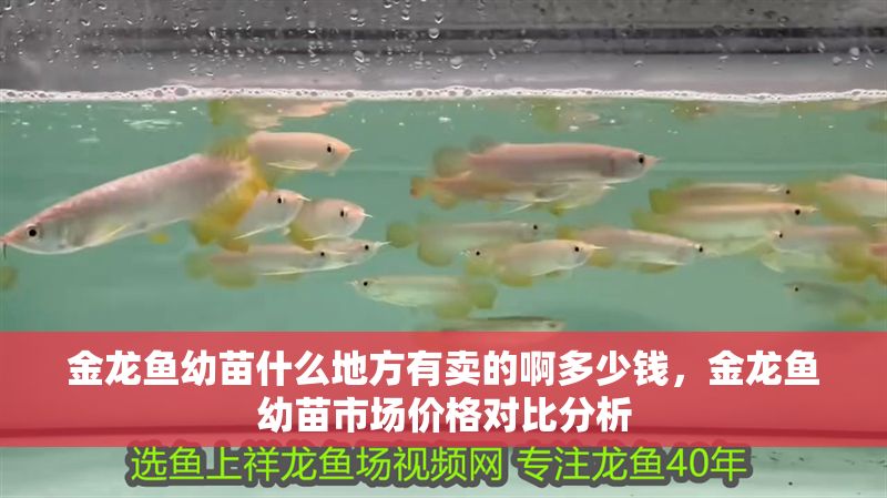 金龍魚(yú)幼苗什么地方有賣的啊多少錢，金龍魚(yú)幼苗市場(chǎng)價(jià)格對(duì)比分析