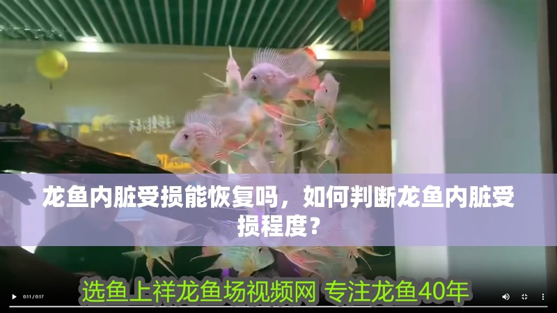 龍魚內(nèi)臟受損能恢復嗎，如何判斷龍魚內(nèi)臟受損程度？