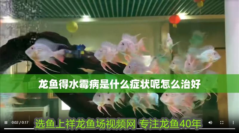 龍魚得水霉病是什么癥狀呢怎么治好