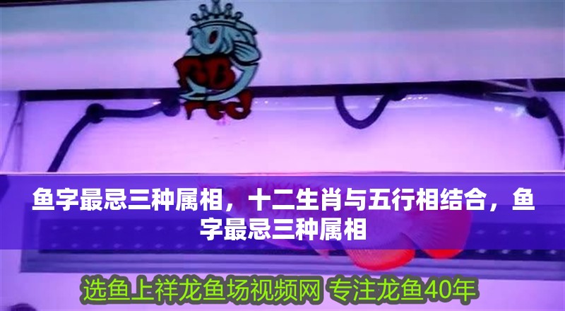 魚字最忌三種屬相，十二生肖與五行相結(jié)合，魚字最忌三種屬相
