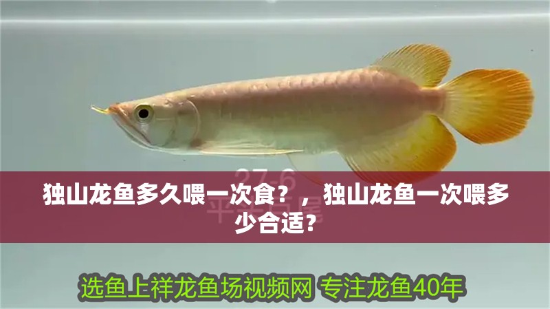 獨山龍魚多久喂一次食？，獨山龍魚一次喂多少合適？