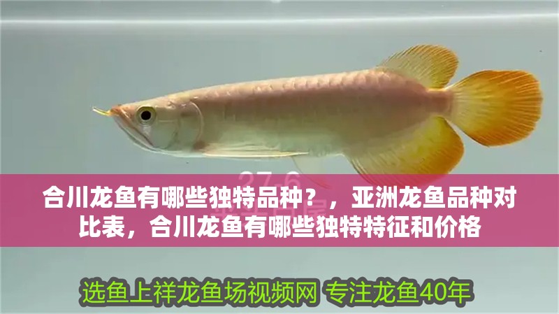 <strong><mark>合川</mark></strong>龍魚有哪些獨(dú)特品種？，亞洲龍魚品種對比表，<strong><mark>合川</mark></strong>龍魚有哪些獨(dú)特特征和價(jià)格