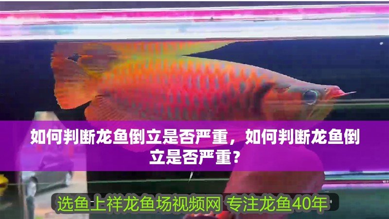 如何判斷龍魚倒立是否嚴重，如何判斷龍魚倒立是否嚴重？