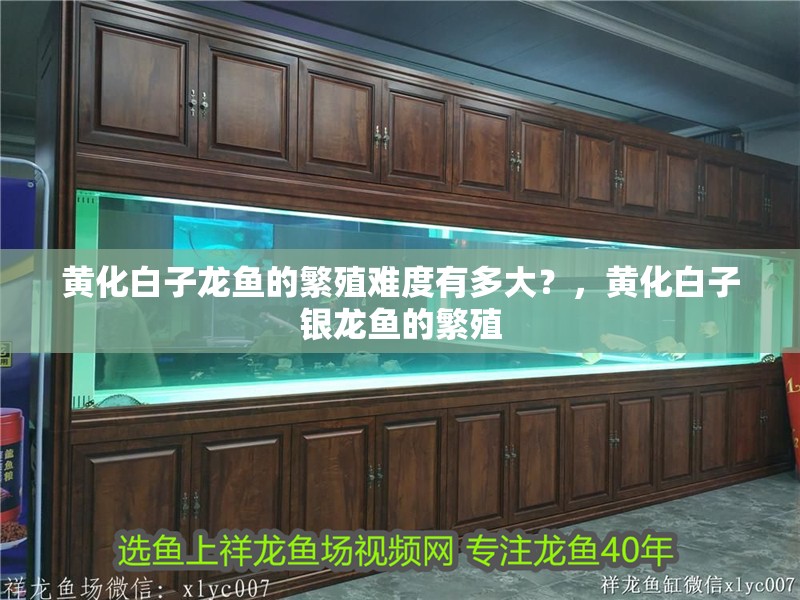 黃化白子龍魚的繁殖難度有多大？，黃化白子銀龍魚的繁殖