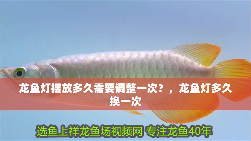 龍魚燈擺放多久需要調整一次？，龍魚燈多久換一次