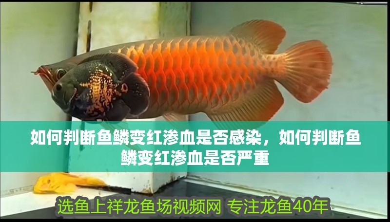 如何判斷魚鱗變紅滲血是否感染，如何判斷魚鱗變紅滲血是否嚴重