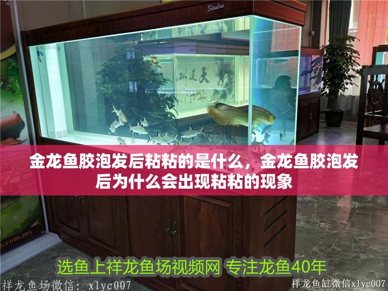 金龍魚膠泡發后粘粘的是什么,金龍魚膠泡發后為什么會出現粘粘的現象 龍魚百科 第2張 金龍魚膠泡發后粘粘的是什么,金龍魚膠泡發后為什么會出現粘粘的現象 金龍魚膠泡發后粘粘的是什么,金龍魚膠泡發后為什么會出現粘粘的現象 龍魚百科 第2張
