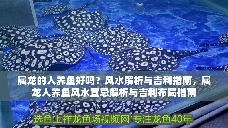 屬龍的人養(yǎng)魚好嗎？風(fēng)水解析與吉利指南，屬龍人養(yǎng)魚風(fēng)水宜忌解析與吉利布局指南