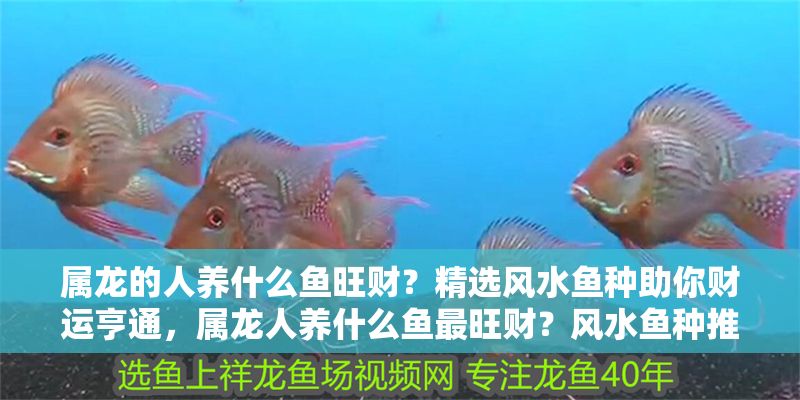 屬龍的人養什么魚旺財？精選風水魚種助你財運亨通，屬龍人養什么魚最旺財？風水魚種推薦助你財運亨通