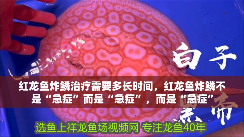 紅龍魚炸鱗治療需要多長時間，紅龍魚炸鱗不是“急癥”而是“急癥”，而是“急癥”