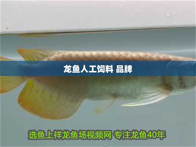 龍魚人工飼料 品牌