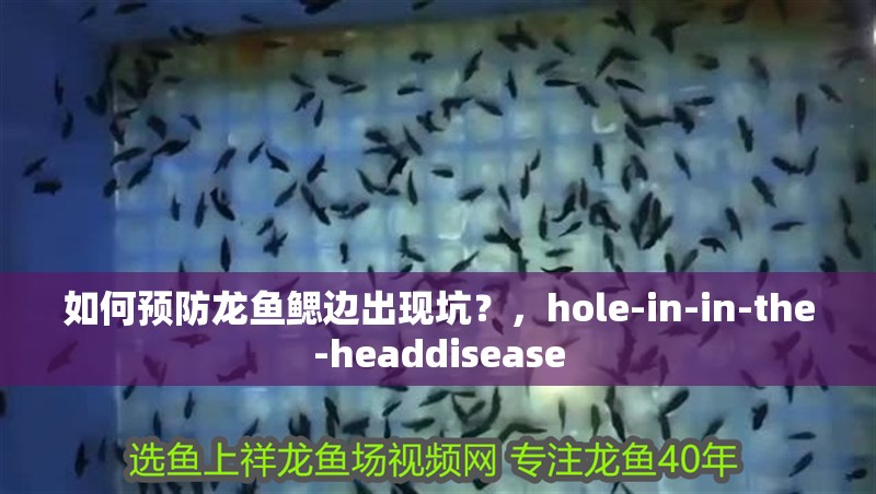 如何預防龍魚鰓邊出現坑？，hole-in-in-the-headdisease