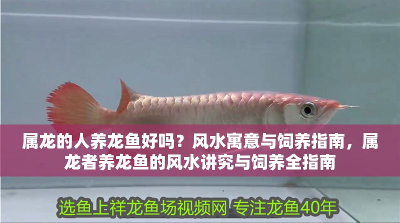 屬龍的人養(yǎng)龍魚好嗎？風(fēng)水寓意與飼養(yǎng)指南，屬龍者養(yǎng)龍魚的風(fēng)水講究與飼養(yǎng)全指南