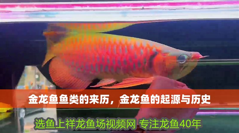 金龍魚魚類的來歷，金龍魚的起源與歷史