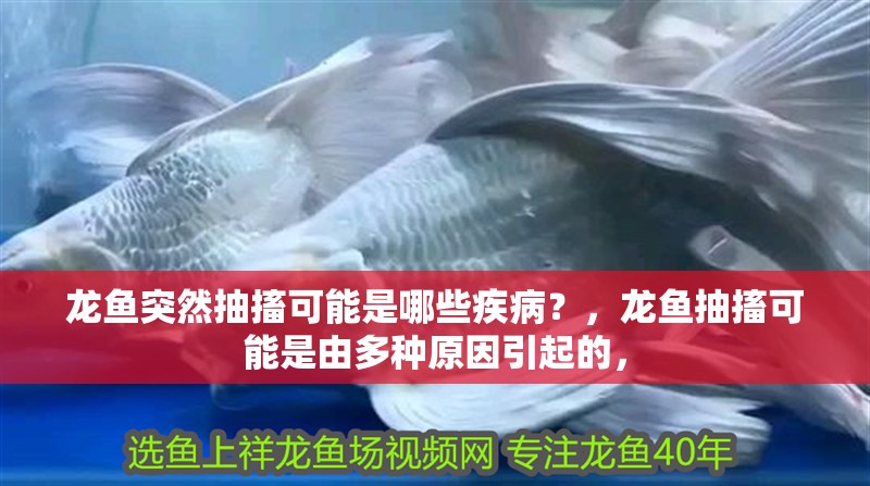 龍魚突然抽搐可能是哪些疾病？，龍魚抽搐可能是由多種原因引起的，