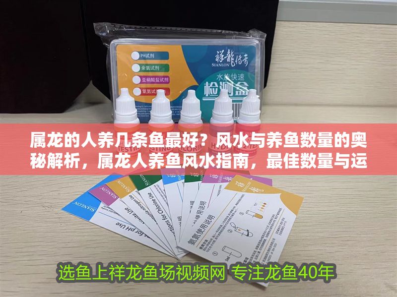 屬龍的人養幾條魚最好？風水與養魚數量的奧秘解析，屬龍人養魚風水指南，最佳數量與運勢提升全解析
