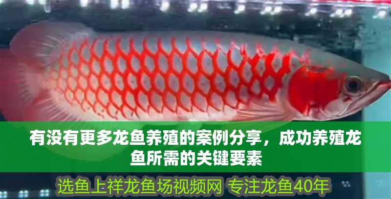 有沒有更多龍魚養殖的案例分享，成功養殖龍魚所需的關鍵要素