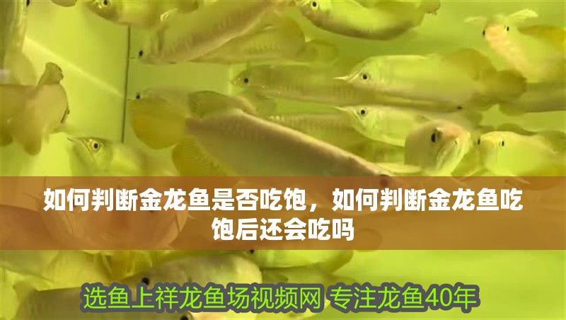 如何判斷金龍魚是否吃飽，如何判斷金龍魚吃飽后還會吃嗎