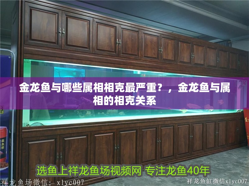 金龍魚與哪些屬相相克最嚴重？，金龍魚與屬相的相克關系