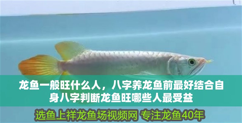 龍魚一般旺什么人，八字養(yǎng)龍魚前最好結(jié)合自身八字判斷龍魚旺哪些人最受益
